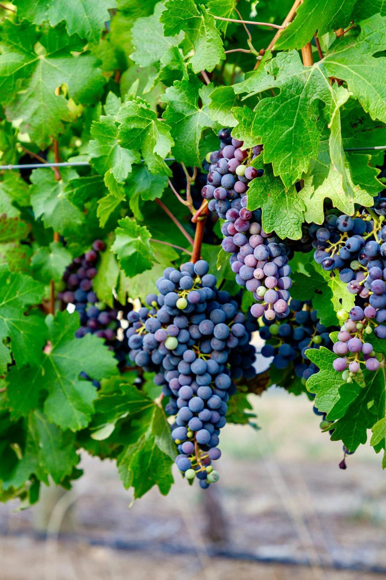 Zorgvliet Wines Country Lodge สเตลเลนบอช ภายนอก รูปภาพ